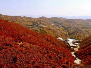 Brich Forest