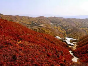 Brich Forest