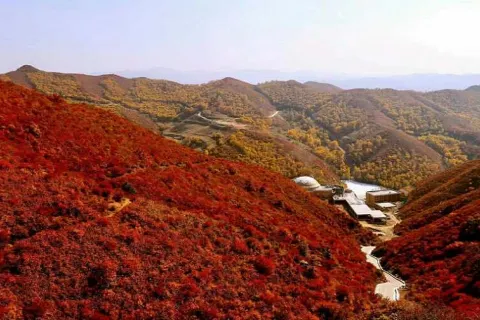 Brich Forest
