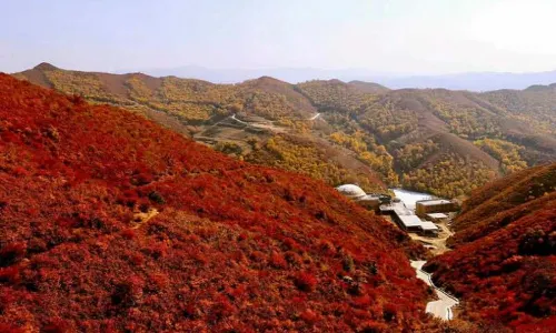 Brich Forest