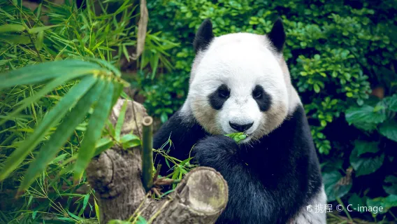 ChengDu Half-Day Tour to Panda Base Economical and Hassle-Free