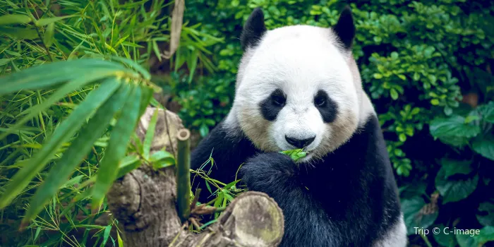 Chengdu Research Base of Giant Panda Breeding image 2