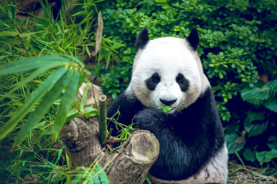 3_Chengdu Research Base of Giant Panda Breeding