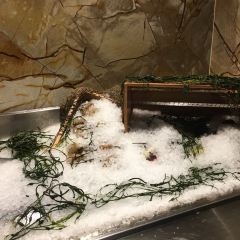 Council Oak Steaks & Seafood (in Seminole Hard Rock Tampa) User Photo
