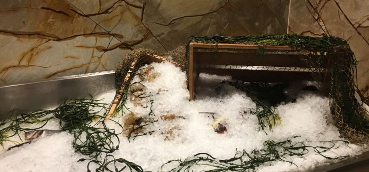 Council Oak Steaks & Seafood (in Seminole Hard Rock Tampa)