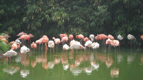 Hengshuiyesheng Zoo