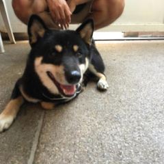 Inu Cafe User Photo