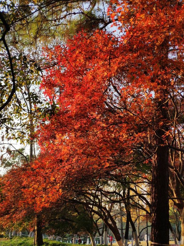 太子灣公園