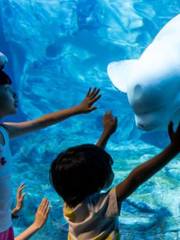 Beluga Exhibit