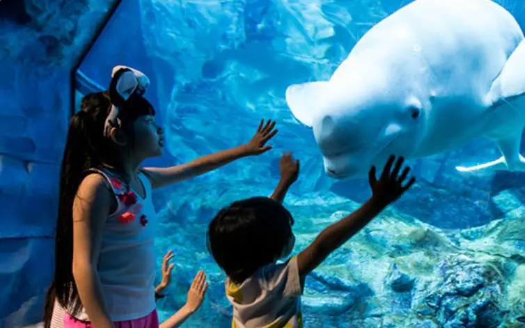 Beluga Exhibit