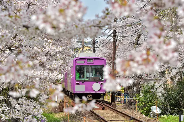 Blossom Viewing in Kyoto