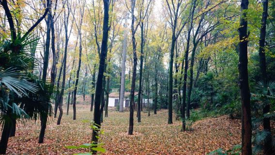 Уханьский университет + однодневный тур: весенняя прогулка и любование цветением сакуры / местный гид / гид- гид/ перевод (доступны многоязычные варианты)