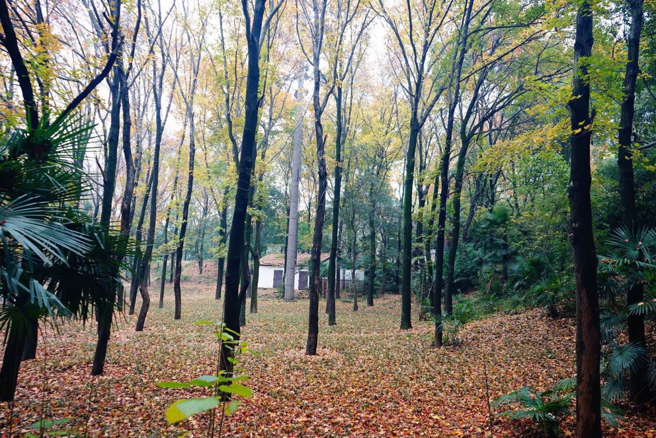 Tour di un giorno all'Università di Wuhan e al Lago Donghu per ammirare i ciliegi in primavera/guida locale/guida/traduzione multilingue disponibile