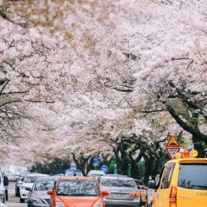 南川洞櫻花路