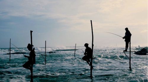 Stilt Fisherman