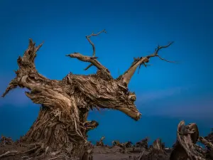 Yiwu Populus euphratica Scenic Area