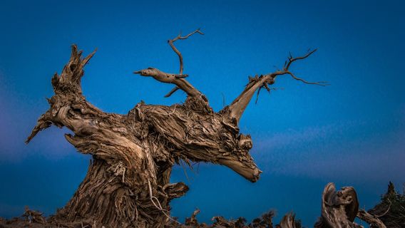 Guide Map of Populus Euphratica Forest Ecological Garden