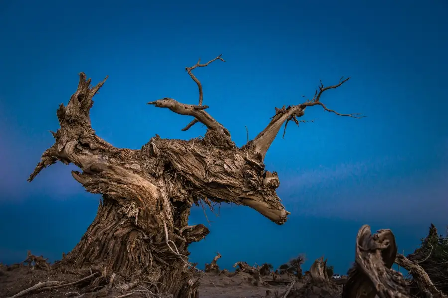 Yiwu Populus euphratica Scenic Area