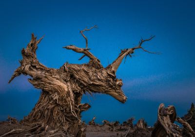 Yiwu Populus euphratica Scenic Area