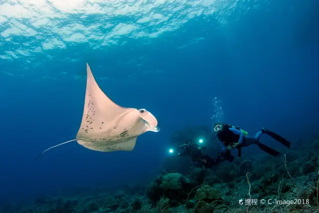 Scuba Diving in Palawan