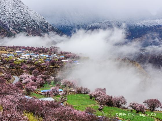 Gala Peach Blossom Village