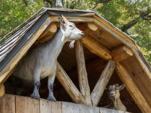 Parc Safari