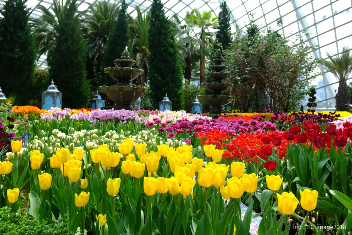 Gardens by the Bay: Flower Dome