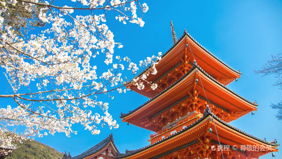 京都日遊