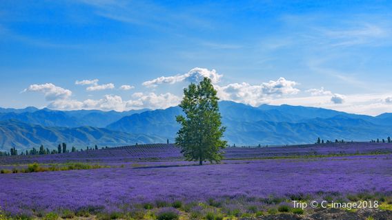Princess Jieyou Lavender Garden