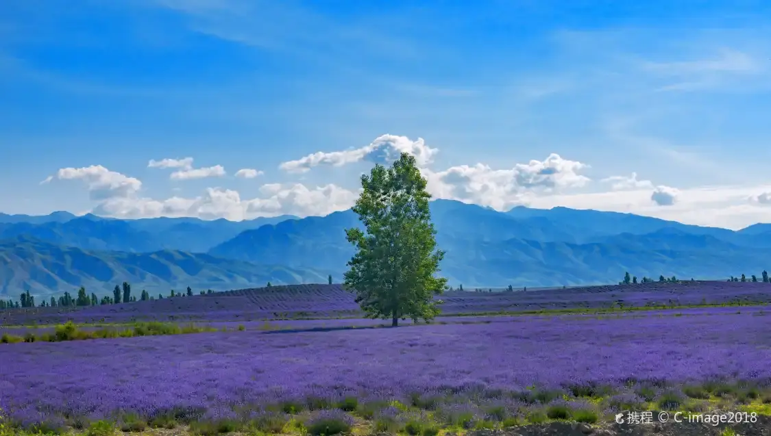 Các khách sạn gần Princess Jieyou Lavender Garden