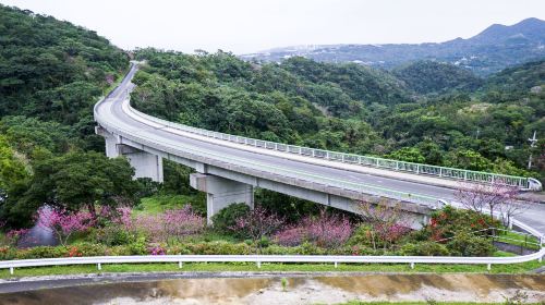 八重岳桜の森公園