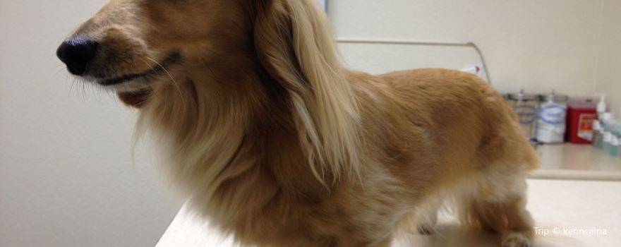 Temple City Animal Hospital
