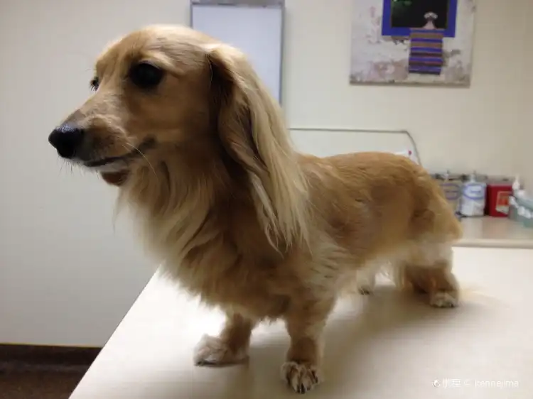 Hotels near Canal Road Animal Hospital