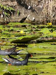 Chilled Ponds