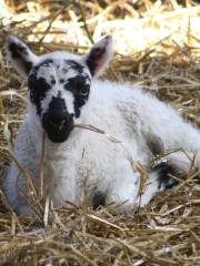 Godstone Farm