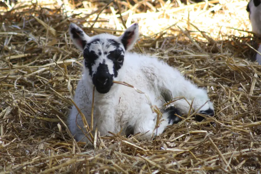 Godstone Farm