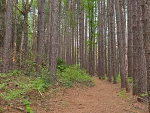 Garrett State Forest