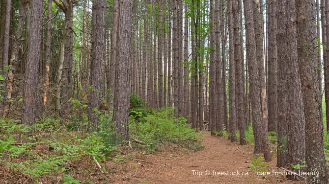 Garrett State Forest