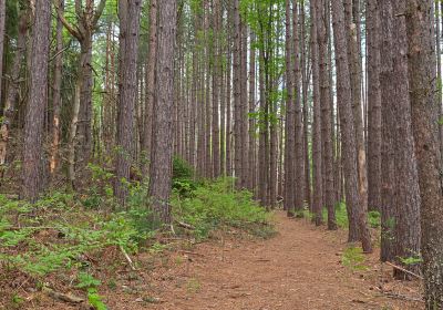 Garrett State Forest