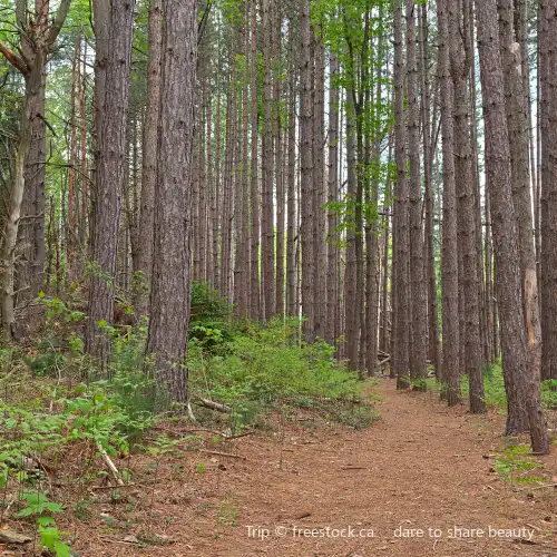 Garrett State Forest