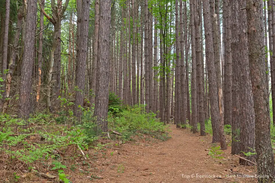 Garrett State Forest