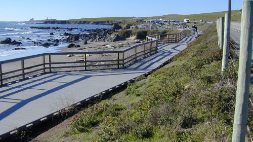 Friends Of The Elephant Seal