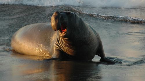 Friends Of The Elephant Seal