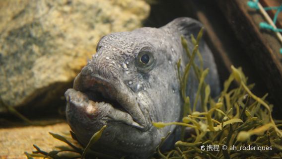メーン・ステート水族館