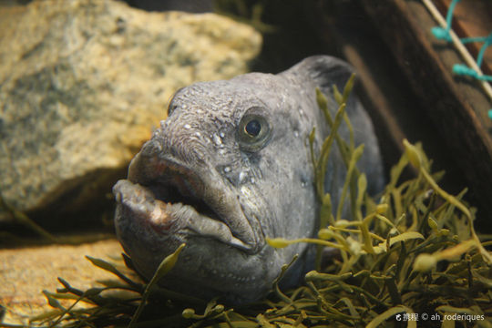 Maine State Aquarium
