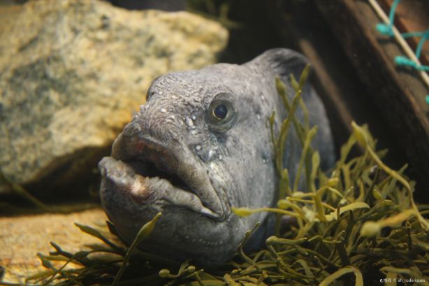 Maine State Aquarium