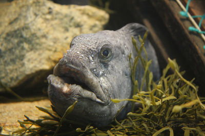 Maine State Aquarium