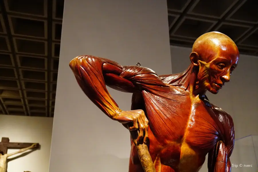 The Human Body Museum