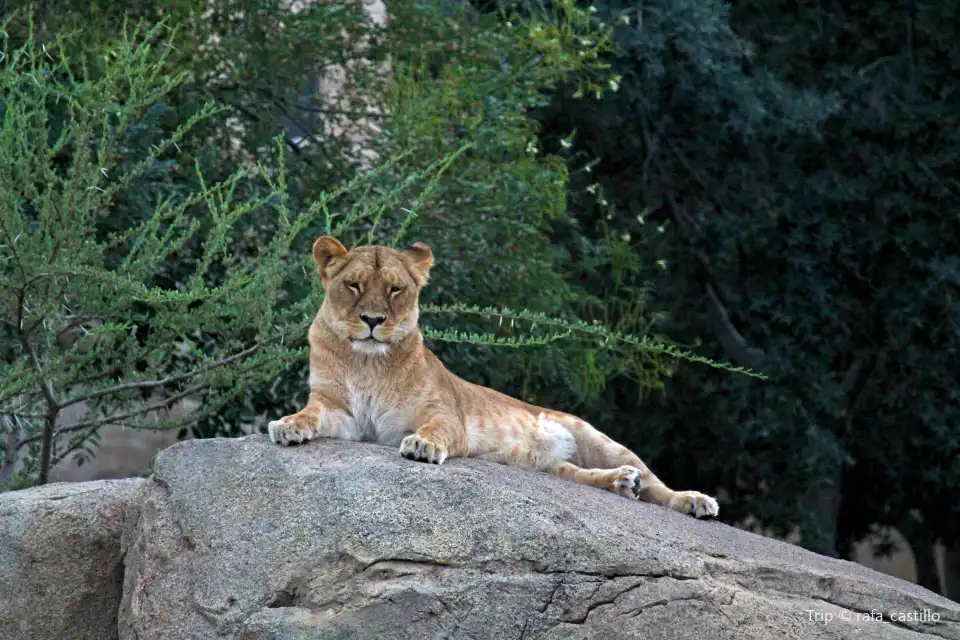 2_Bioparc Valencia