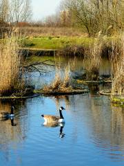 Filey Dams Nature Reserve